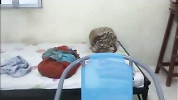 Desi College Babe - Movies.
