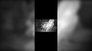 Tamil housewife kissing butt lips an